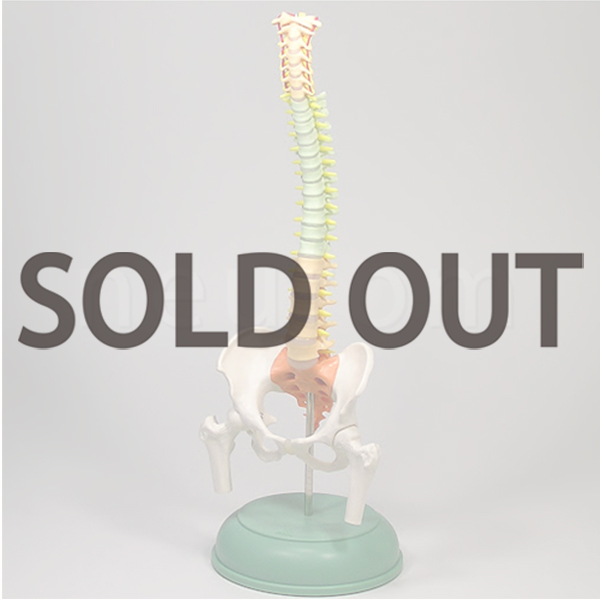 スマート　ミニ脊柱模型