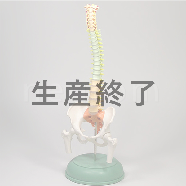 スマート　ミニ脊柱模型