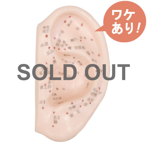 【訳あり】 耳経穴模型