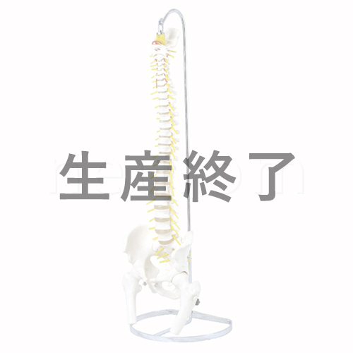 可動型脊柱模型 大腿骨付きモデル IK41
