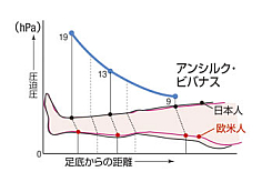 アンシルクビバナス